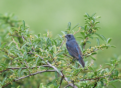 Cyanoloxia glaucocaerulea