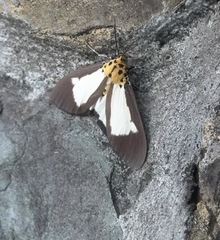 Asota albiformis