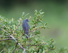 Cyanoloxia glaucocaerulea