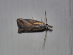 Arotrophora arcuatalis