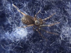 Phrurotimpus borealis