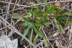 Plantago lanceolata