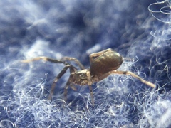 Phrurotimpus borealis