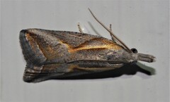 Arotrophora arcuatalis