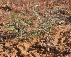 Astragalus geyeri triquetrus