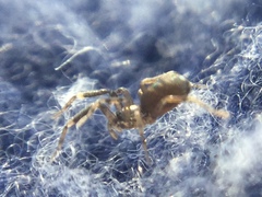 Phrurotimpus borealis