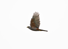 Accipiter bicolor