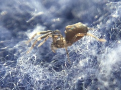 Phrurotimpus borealis