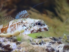 Bovichtus angustifrons