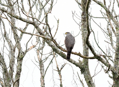 Accipiter bicolor