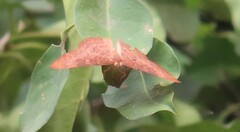 Emesis mandana