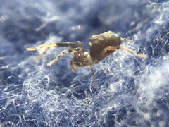 Phrurotimpus borealis