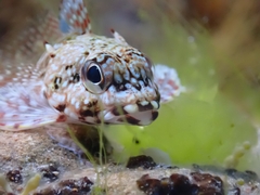 Bovichtus angustifrons