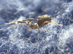 Phrurotimpus borealis