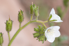 Phacelia viscida