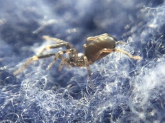 Phrurotimpus borealis