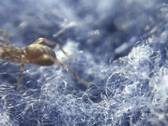 Phrurotimpus borealis