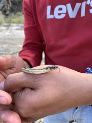 Thamnophis hammondii