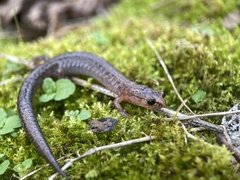 Plethodon ventralis