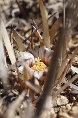 Echinofossulocactus pentacanthus