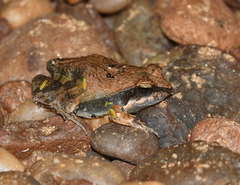 Physalaemus henselii