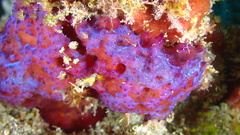 Mycale laxissima
