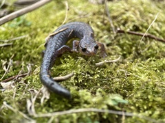 Plethodon ventralis