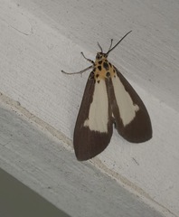 Asota albiformis