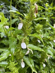 Poikilacanthus glandulosus