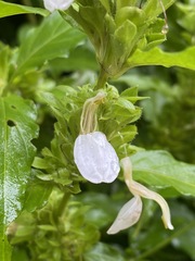 Poikilacanthus glandulosus