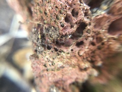 Pachygnatha autumnalis