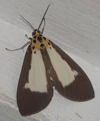 Asota albiformis