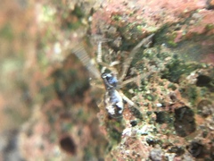 Pachygnatha autumnalis