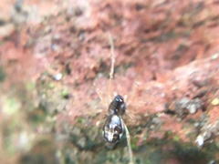 Pachygnatha autumnalis