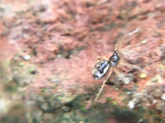 Pachygnatha autumnalis