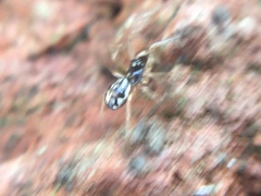 Pachygnatha autumnalis
