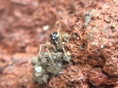 Pachygnatha autumnalis