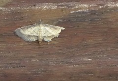Cnaphalocrocis patnalis