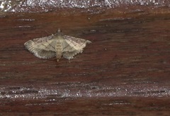 Cnaphalocrocis patnalis