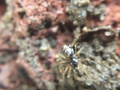 Pachygnatha autumnalis