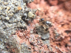 Pachygnatha autumnalis