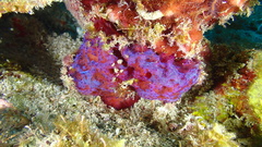 Mycale laxissima