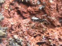 Pachygnatha autumnalis