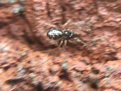Pachygnatha autumnalis