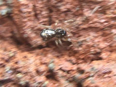 Pachygnatha autumnalis