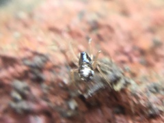 Pachygnatha autumnalis