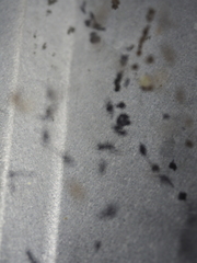 Trichonephila edulis