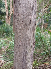 Eucalyptus resinifera