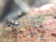 Pachygnatha autumnalis