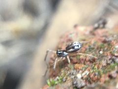 Pachygnatha autumnalis
